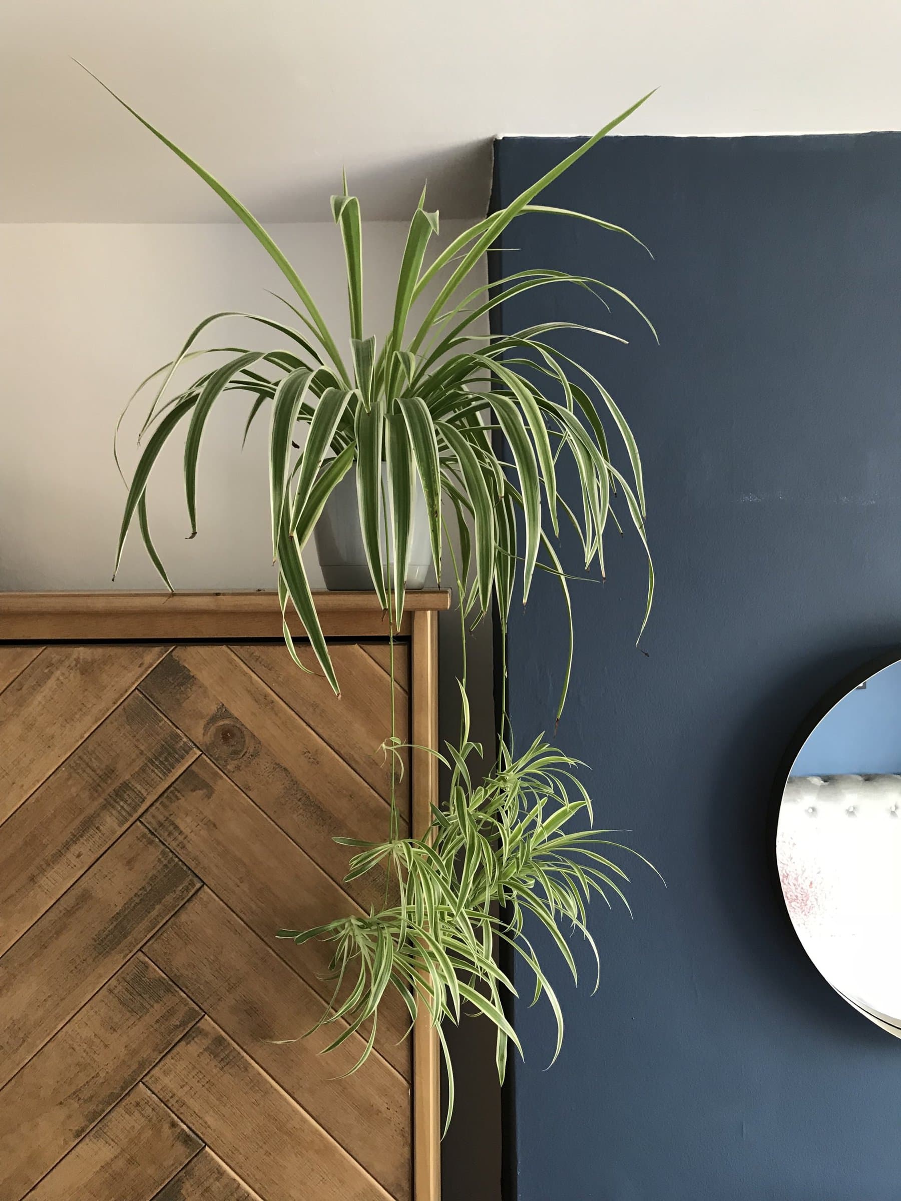 a spider plant in a bedroom with spiderettes