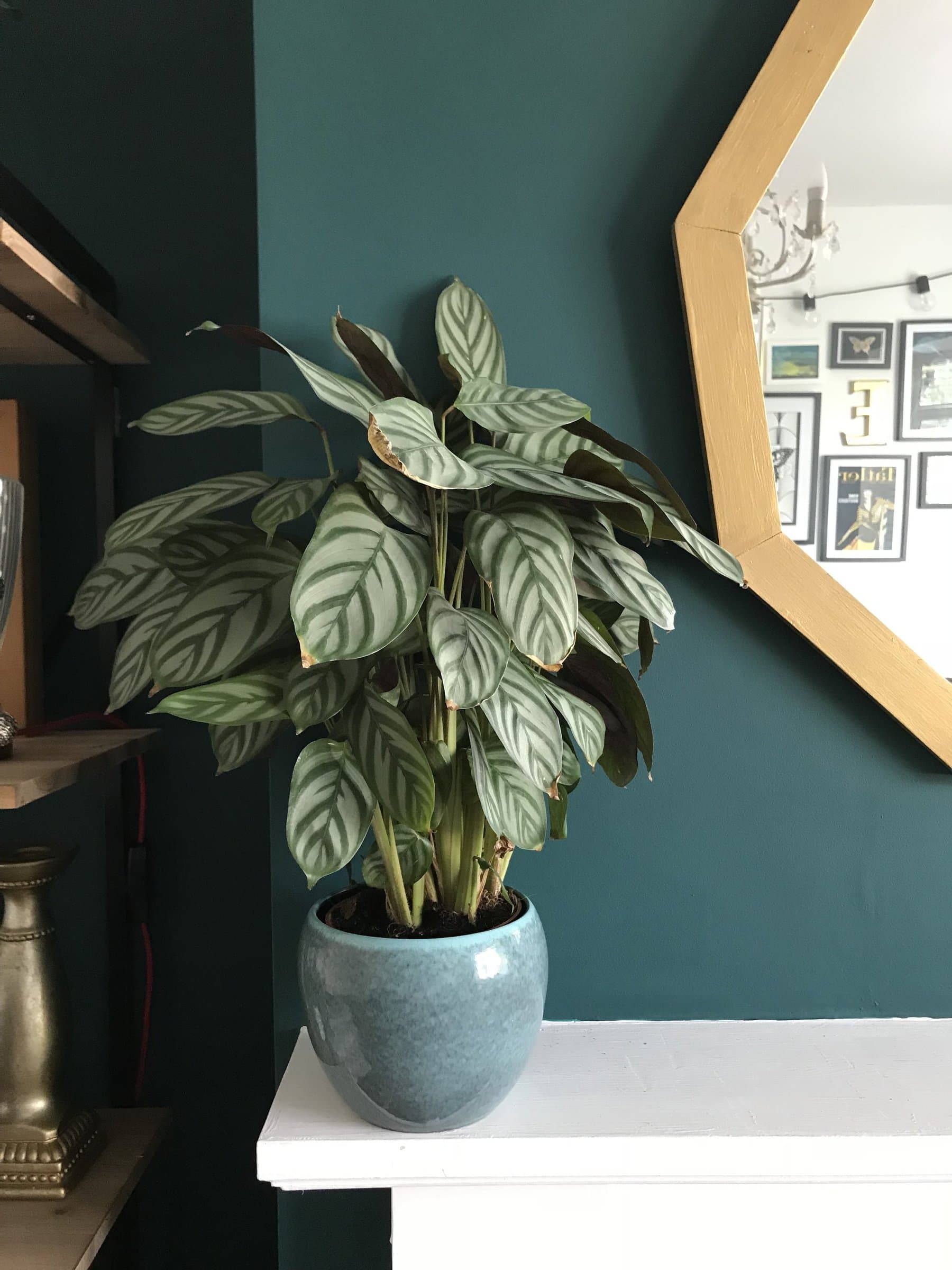 Calathea mix or zebra plant