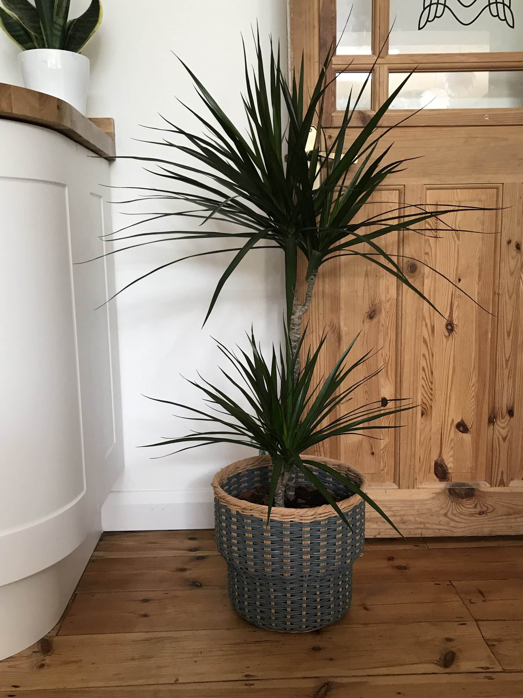 Dragon tree houseplant