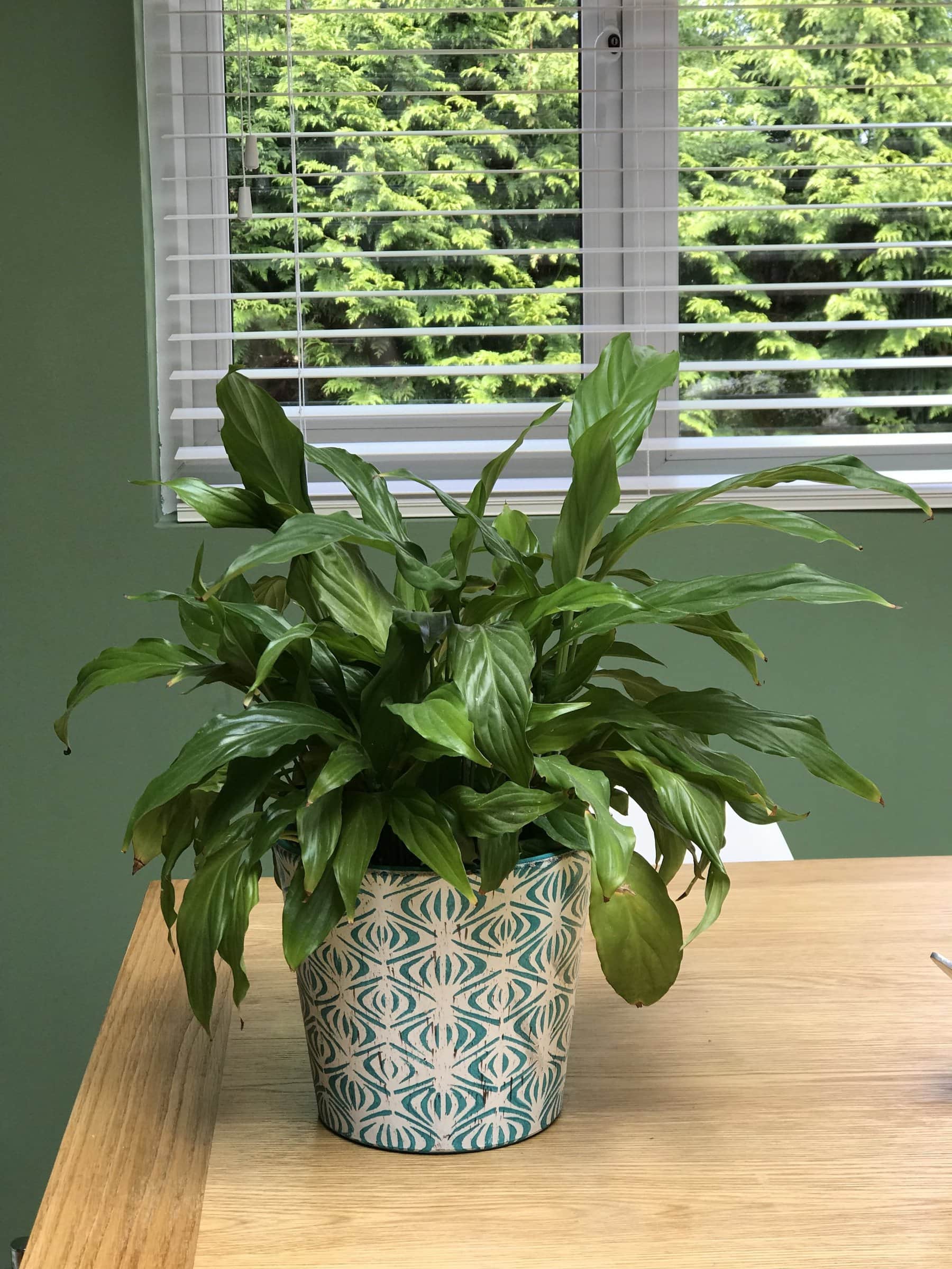 A peace lily plant in the kitchen
