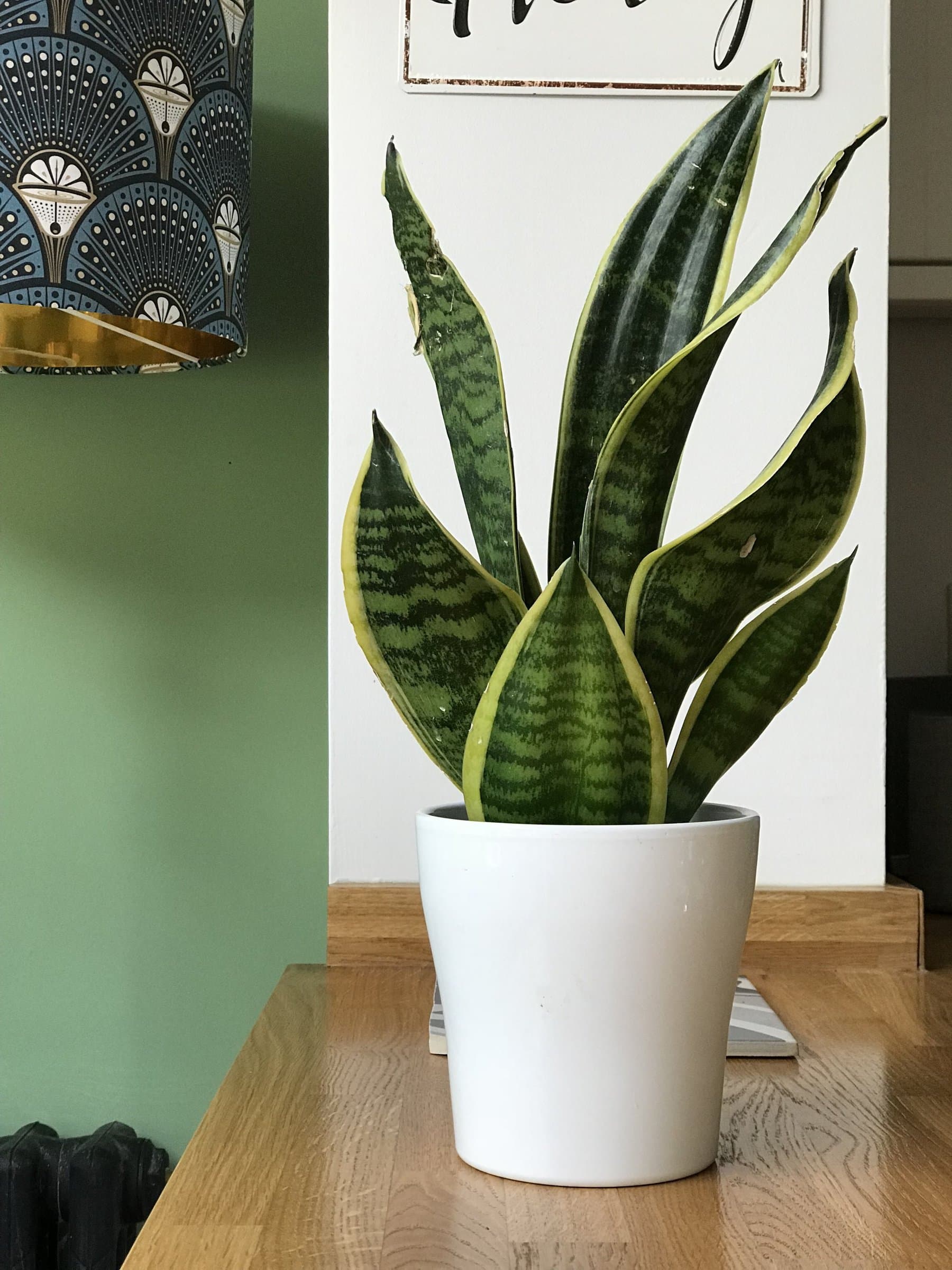 mother-in-law tongue or snake plant